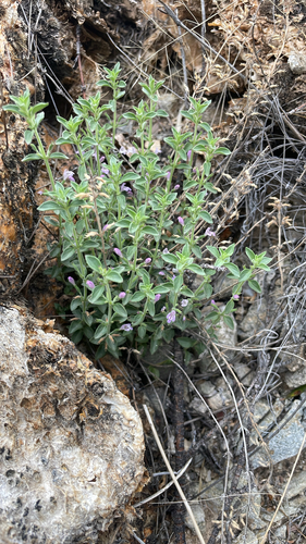 dwarf false pennyroyal