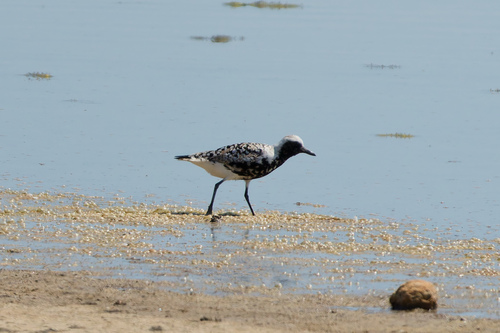 Chorlito gris (Pluvialis squatarola)