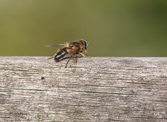 Eristalis pertinax
