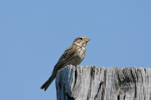 Corn Bunting (Emberiza calandra), photo 9