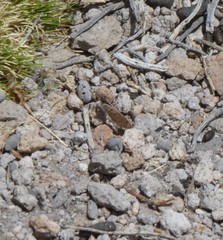 Pierphulia rosea maria