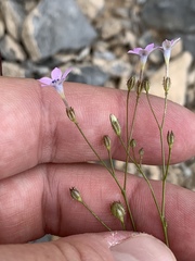 Gilia scopulorum