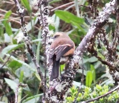 Ochthoeca fumicolor