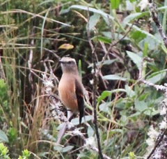Ochthoeca fumicolor