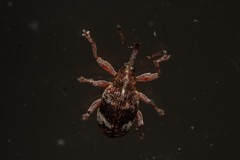 Anthonomus pedicularius