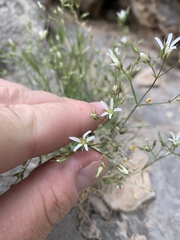 Eremogone stenomeres