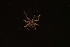 Anthonomus pedicularius