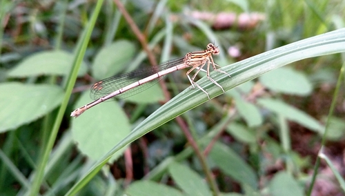 Blue Featherleg