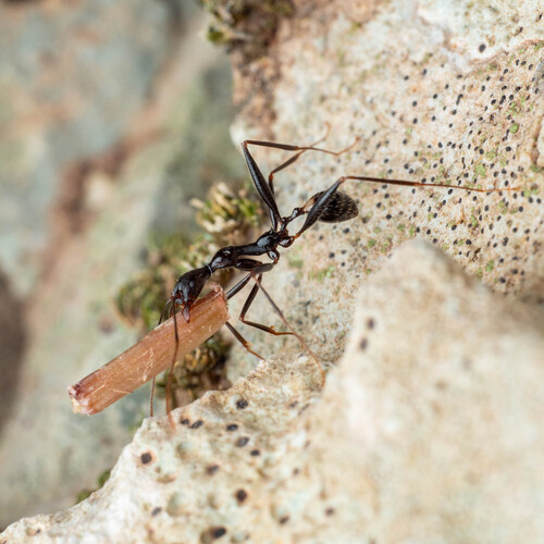 Aphaenogaster cecconiiAphaenogaster cecconii