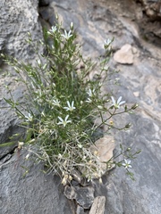 Eremogone stenomeres