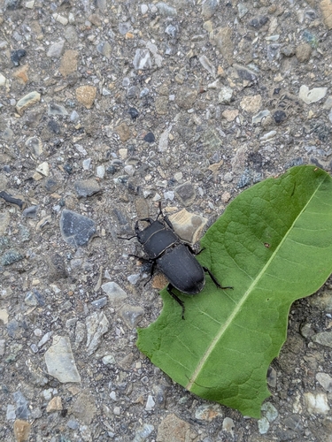 Lesser Stag Beetle