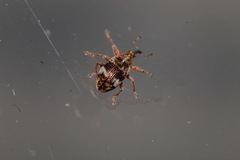 Anthonomus pedicularius