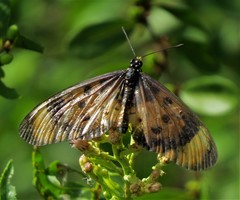 Acraea acara