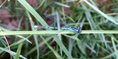 Azure Damselfly