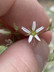 Eremogone stenomeres