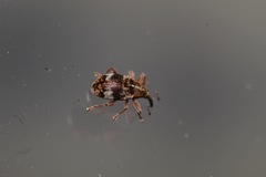 Anthonomus pedicularius