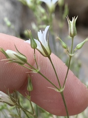 Eremogone stenomeres