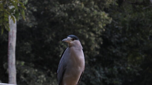 Black-crowned Night Heron