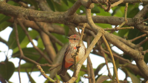 Vermilion Flycatcher