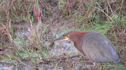 Rufescent Tiger-Heron