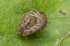 Armadillo intermixtus