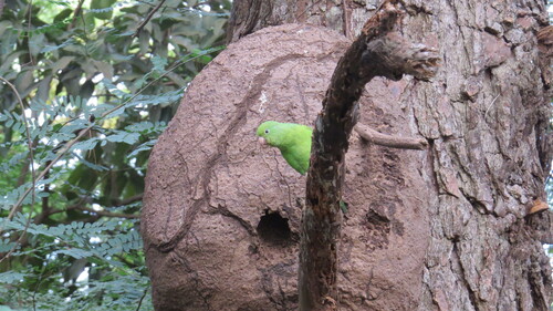 Yellow-chevroned Parakeet