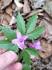Cardamine glanduligera