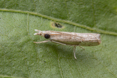 Culladia hastiferalis