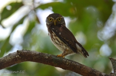 Glaucidium griseiceps