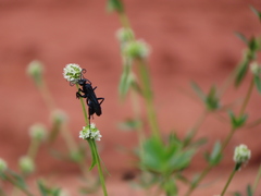Anoplius depressipes