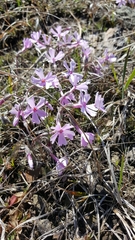 Phlox subulata