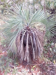 Butia archeri