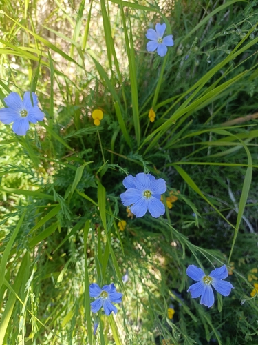 Linum alpinum, photograph 4