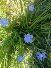 author not stated, no rights reserved Linum alpinum, photograph author not stated, no rights reserved