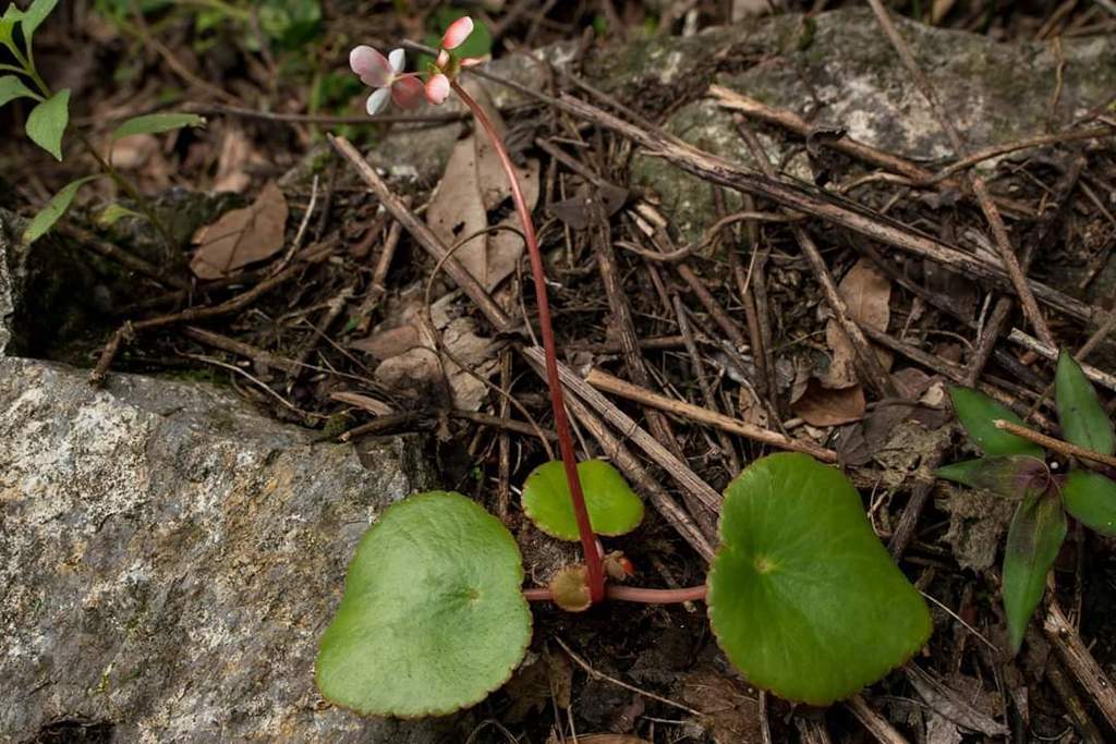 Begonia joshii