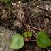 Begonia joshii - Photo (c) Josh Allen, μερικά δικαιώματα διατηρούνται (CC BY-NC), uploaded by Josh Allen