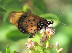Acraea acara