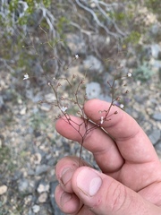 Nemacladus orientalis