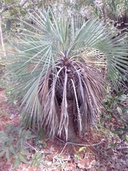 Butia archeri