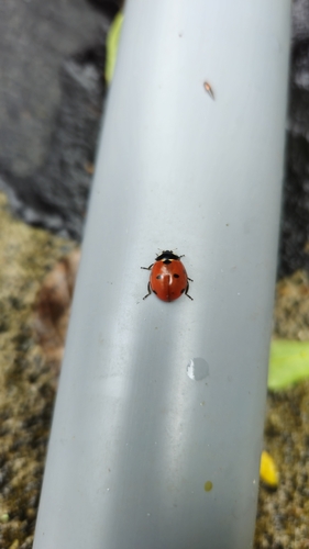 Seven-spotted Lady Beetle