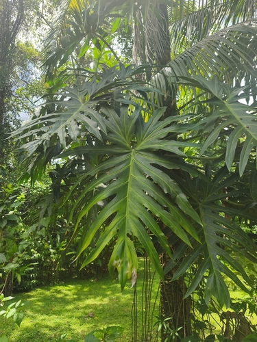 Philodendron radiatum radiatum