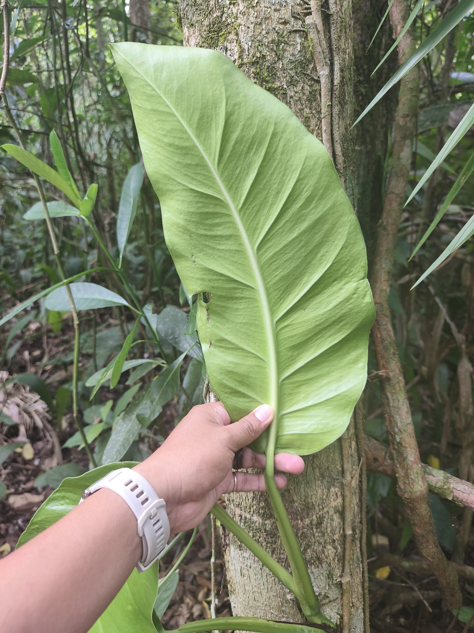 Imagem de Monstera acuminata