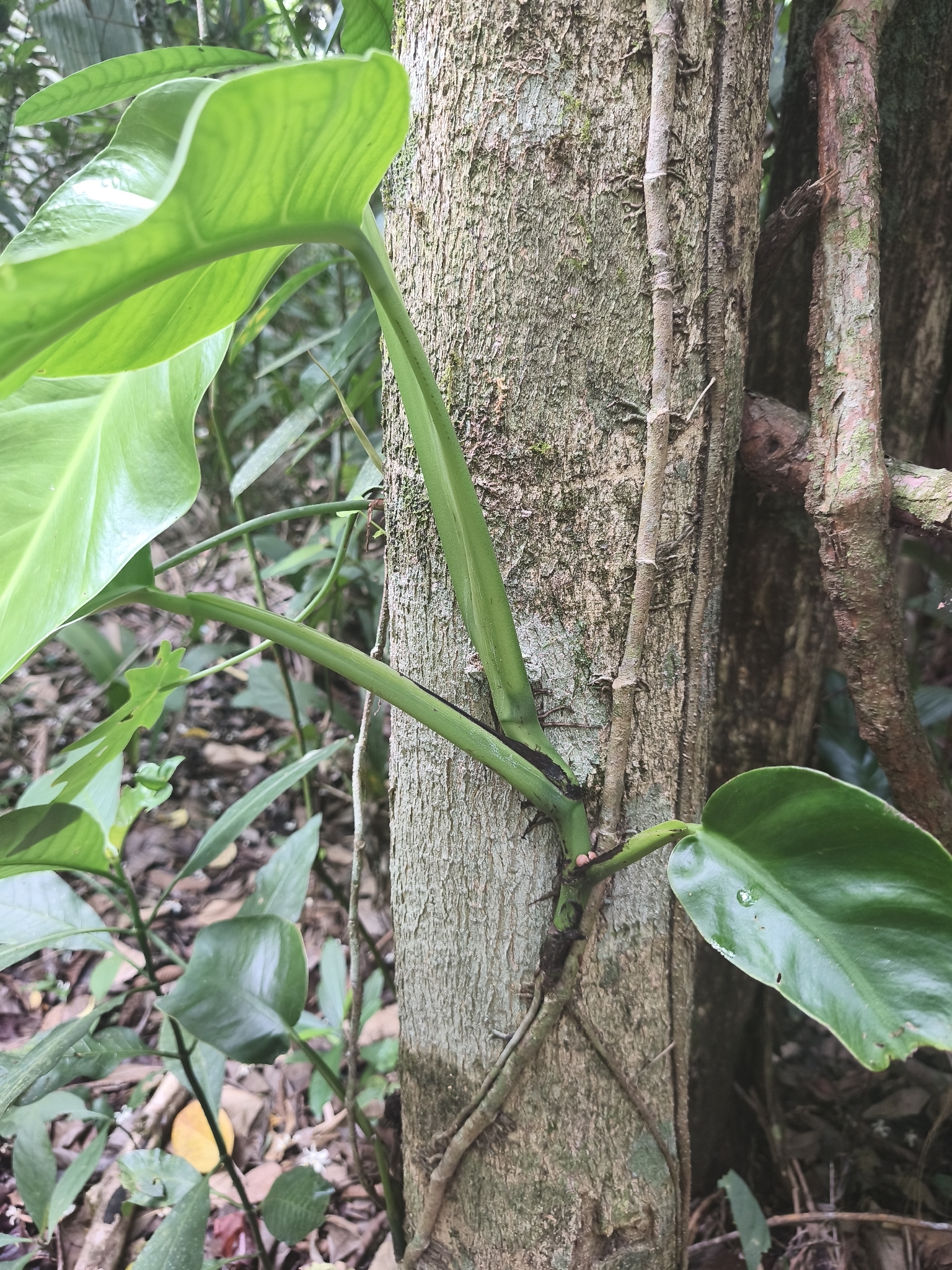 Imagem de Monstera acuminata
