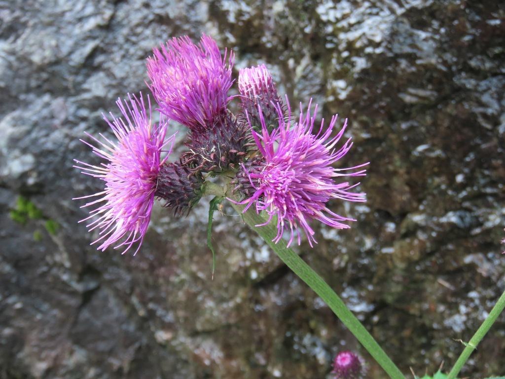 Cirsium alsophilum; photograph (c) Marco Mussita, some rights reserved (CC BY)
