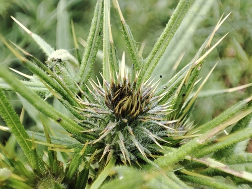 Bull Thistle