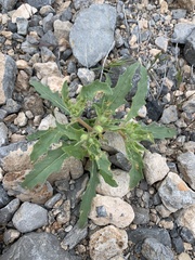 Mentzelia tricuspis