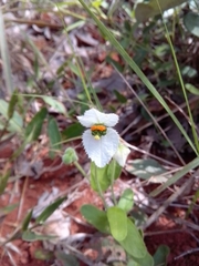 Dalechampia caperonioides