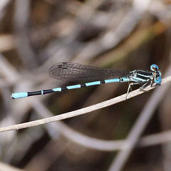 Argia bipunctulata