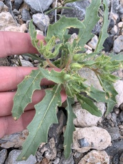 Mentzelia tricuspis