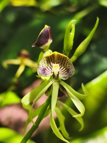 Clamshell Orchid
